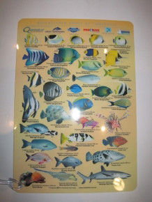 Fish ID Slate Underwater Yellow Side 1