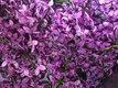 beautiful lilac blossoms