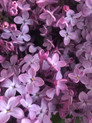 beautiful blooms harvested at the peak of their season