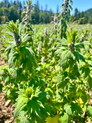 field of Leonurus cardiaca at Pacific Botanicals in Grants Pass, OR
