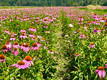 field of Echinacea purpurea at Pacific Botanicals in Grants Pass, OR