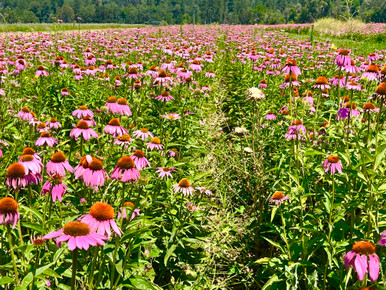 field of Echinacea purpurea at Pacific Botanicals in Grants Pass, OR
