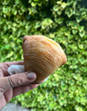 Image 29