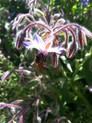borage and the bee. this is where love begins...