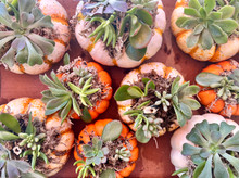 From Pumpkin to Planter ~ A Succulents + Pumpkin Workshop, LI