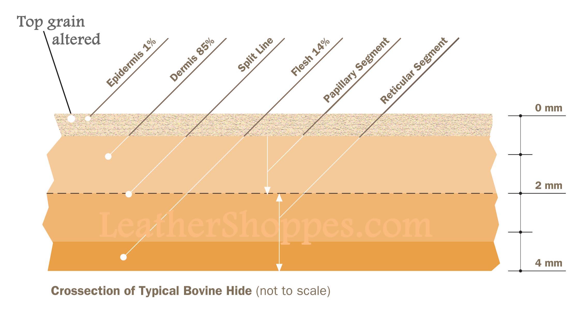 A Close up look at Leather