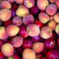 Peach, 500g *Last Chance* (Certified Organic, Peter's Farm, Local)