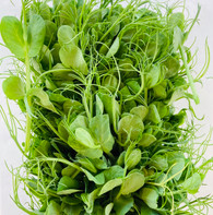 SNOW PEA SPROUTS- Tub (Chemical Free)