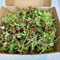 MICRO GREENS Mixed- 50g  (Veggie Patch, Chemical Free)