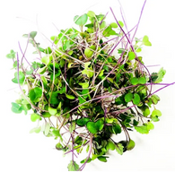 MICRO GREENS Mixed, 70g net (Sunkist, Chemical Free) 