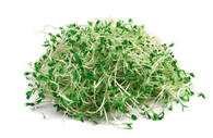 BROCCOLI Sprouts- 70g (Sunkist, Chemical Free)