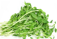 PEA SHOOTS, 50g (Sunkist, Local, Chemical Free)