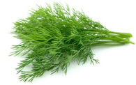 DILL- Bunch (Dignity, Local, Chemical Free)
