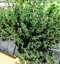 THYME- 25g Container (Veggie Patch, Chemical Free)