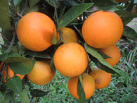ORANGES Joppa - 1kg  (Local, Peters Farm, Organic) *Marks on skin*