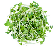 RADISH SPROUTS, GREEN 70g (Sunkist, Chemical Free)