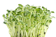 SUNFLOWER SPROUTS- 70g (Local, Chemical Free)