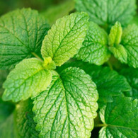 LEMON BALM- 25g  Container (Veggie Patch, Chemical Free)