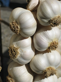 Garlic Bulbs hanging to dry and storage