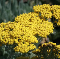 yarrow-live.jpg