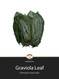 Dried Graviola Leaf Tea
