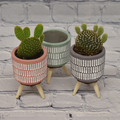 MD Opuntia Pot