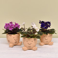 Happy Violets