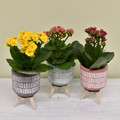 Mom's Day Kalanchoe