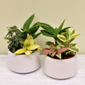 6" Celeste Tropical Dish Garden