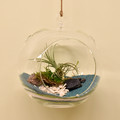 Hanging or Sitting Glass Orb with air plant