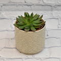 APW 4" Succulent In Ceramic