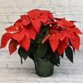 Classic 6" Poinsettia