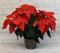 6" Country Poinsettia