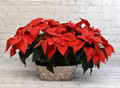 Poinsettia planter