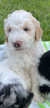 F1b Male Golden Doodle Puppy  Ready July 21st TANDY