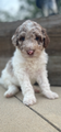 F1b Female Golden Doodle Puppy  Ready July 21st Cookie