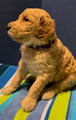 F1 Golden Doodle Puppy  Ready May 26th Rapunzel