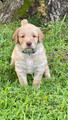 F1 Golden Doodle Puppy  Ready May 26th Cinderella