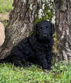 F1 Golden Doodle Puppy  Ready May 26th  Wallen