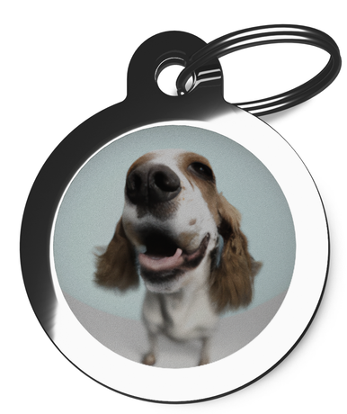 Dog ID Tags for Springer Spaniel's Fisheye Lens