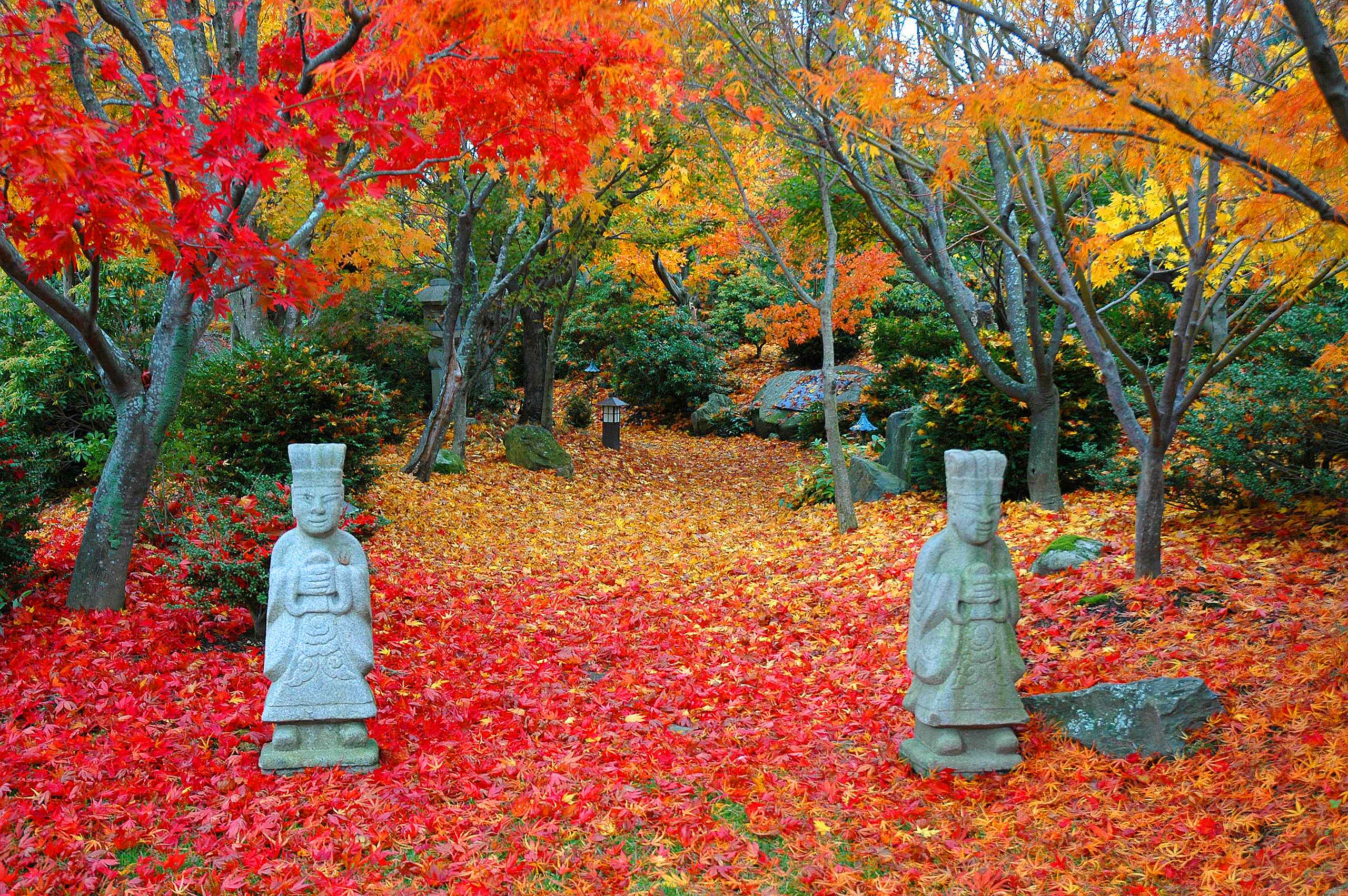 Японский сад осенью опавшие листья фото