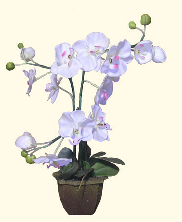 Silk White orchid with pot