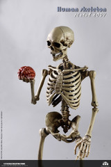 COOMODEL BS011 1/6 THE HUMAN SKELETON (DIECAST ALLOY)