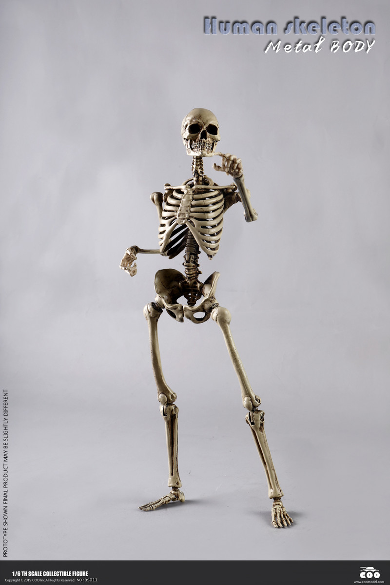 COOMODEL BS011 1/6 Human Skeleton Movable Body Metal Alloy Pre-sale 