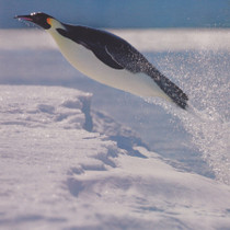 Photographic - Penguin Christmas Card