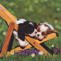 Two Puppies Greeting Card - NGS