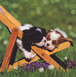 Two Puppies Greeting Card - NGS