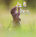 Squirrel Greeting Card - NGS