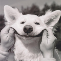 Smiling Dog Greeting Card