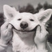 Smiling Dog Greeting Card